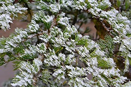 雪松,厂,树