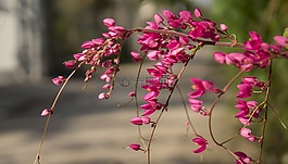 美ti高尔夫,栅栏美,李ti