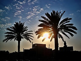 棕榈树,棕涧叶,棕榈叶