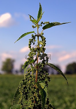荨麻,药草,野草
