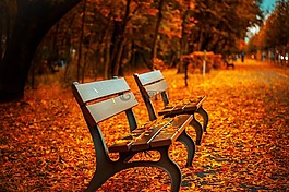 长凳,秋天,公园