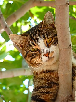 猫,甜,爬