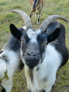 山羊,哺乳动物,paarhufer