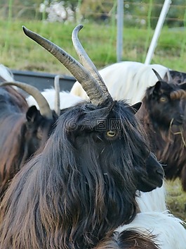 山羊,哺乳动物,paarhufer