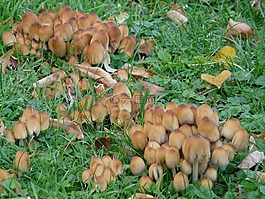 云母鸡腿,鸡腿,鸡腿 micaceus