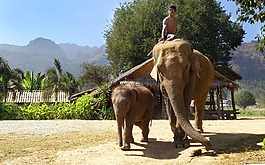 大象,泰国,旅游