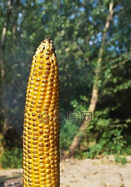 烤的玉米,自然,棒