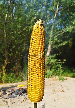 烤的玉米,自然,棒