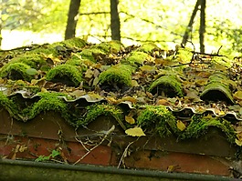 屋顶,苔,屋顶瓦