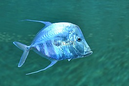 鱼,蓝色,海