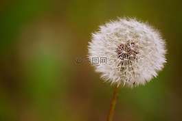 蒲公英,种子,普拉多