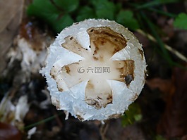 腿蘑,schopf 腿蘑,蘑菇