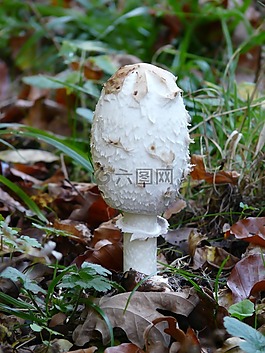腿蘑,schopf 腿蘑,蘑菇