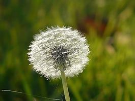 蒲公英,普通的蒲公英,蒲公英教派 ruderalia