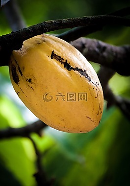 巧克力,可可,水果