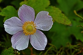 银莲花,grapeleaf 银莲花,花