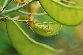 毛虫,蠕虫,绿色