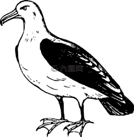 信天翁,动物,鸟