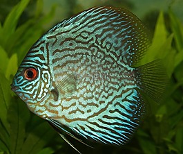 鲈鱼,cichlid,铁饼 cichlid