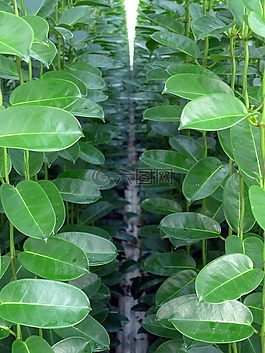 千金子藤,绿色的植物,园艺