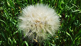 蒲公英,蒲公英水果,蒲公英植物