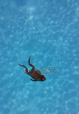 青蛙,游泳池,游泳