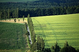 森林,草地,字段