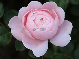 玫瑰,粉红玫瑰,双玫瑰