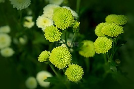 菊花,cuc bi,蓝色雏菊