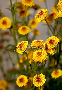菊花,cuc bi