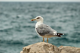 海,海鸥,海鸥在海上