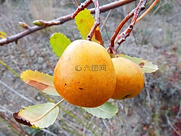 枇杷冬季,水果,树
