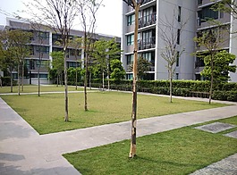 绿色空间,户外,开放空间