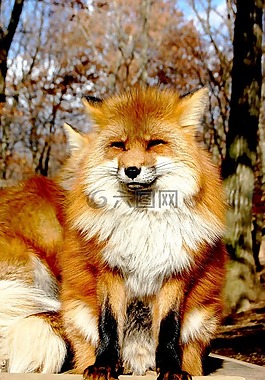 哺乳动物,动物,犬科