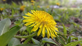 flowers,yellow,sunshine