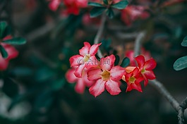 红色,花瓣,花