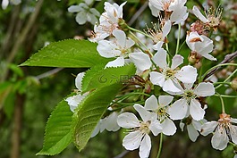 樱桃,樱花,白色的花