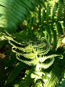 蕨,綠黨,植物