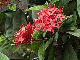 龙船花,红花,花