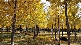 autumn,yellow,sunshine