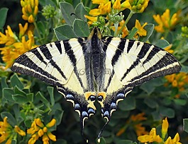 稀缺的燕尾,蝴蝶,iphiclides podalirius