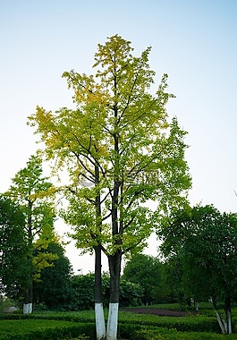 银杏树,贵阳,中天会展城
