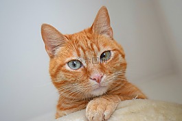 猫,猫科动物,红色的皮毛