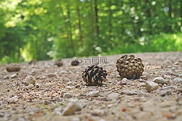 松果,森林路径,森林