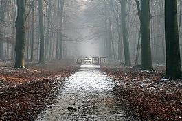 离,森林路径,森林