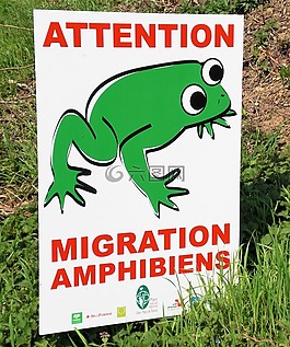 青蛙,路径,眼睛