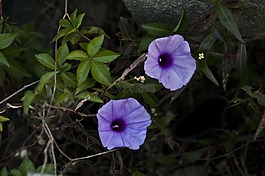 紫色的丁香花,花卉,厂