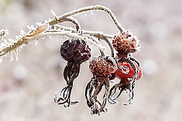 玫瑰果,罗莎犬,厂