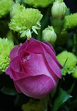 情人节,生日,送花