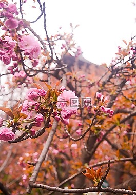 青龙寺,樱花,古建